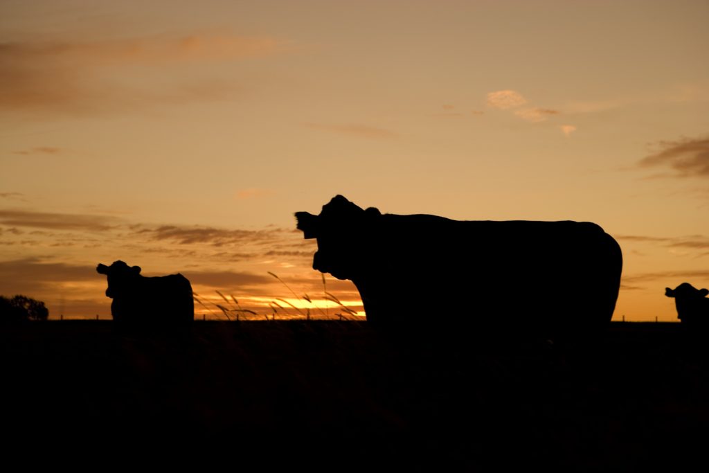 Cattle in Silhouette