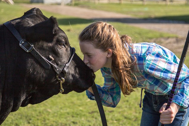 Young girl kisses her show calf on the nose