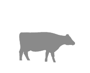 Beef Cow Icon