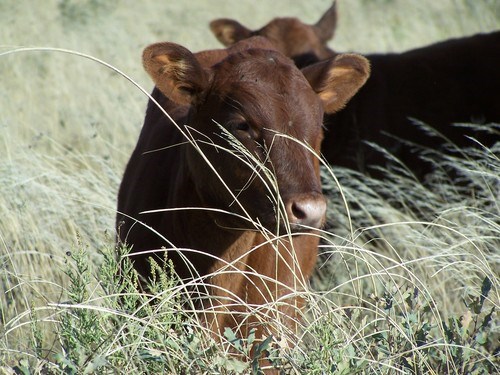 Two cows sitting in grass