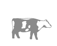 Dairy Cow Icon