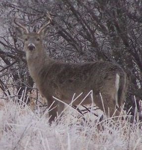 Deer in winter landscape