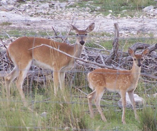 A deer and a fawn stand behind a fence.