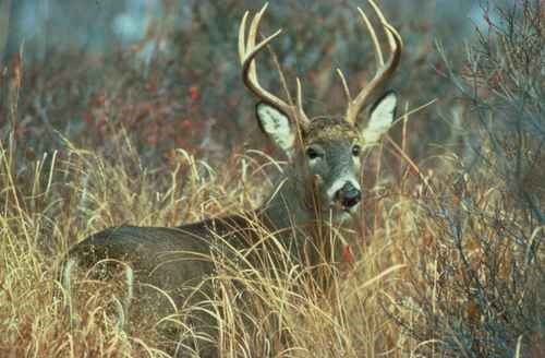 Large buck in tall grass
