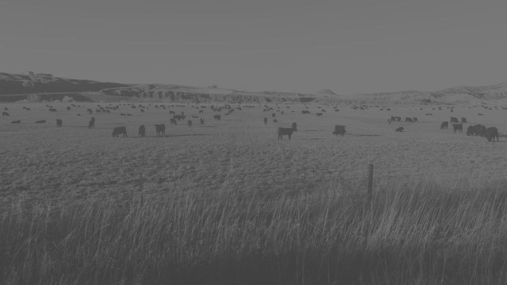 West Texas landscape with cattle on pasture