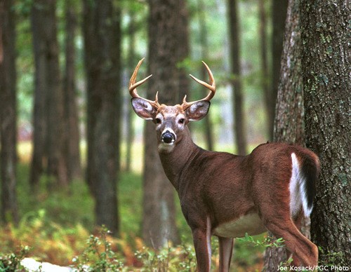 Buck with antlers on landscape