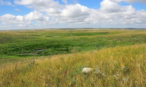 pasture landscape with gold and green grass under a blue sky