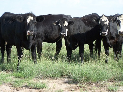 black cows on pasture