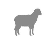 Sheep Icon