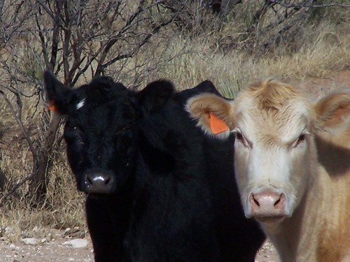 one black and one white cow on pasture