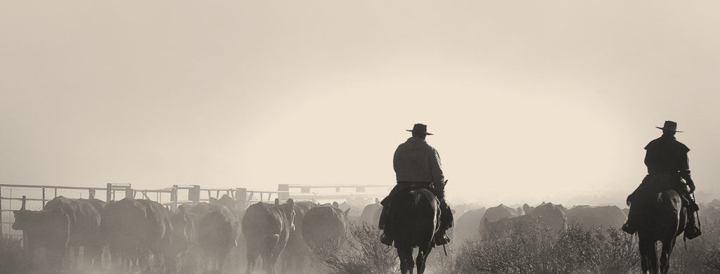 Two cowboys work cattle on horseback