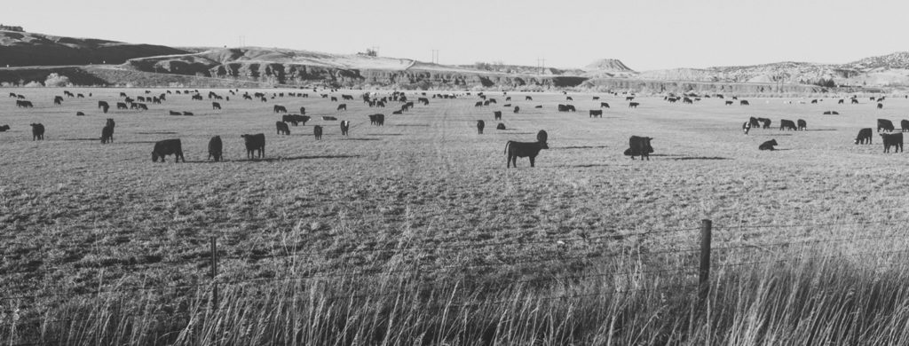 black and white photo of cows on pasture