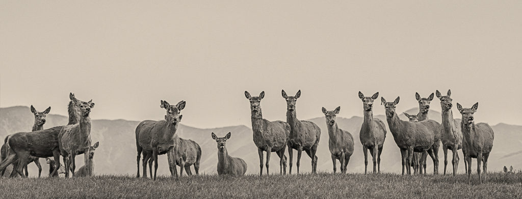 deer on a grassy landscape