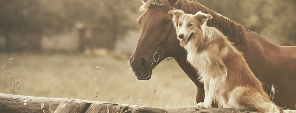horse and dog at a fence