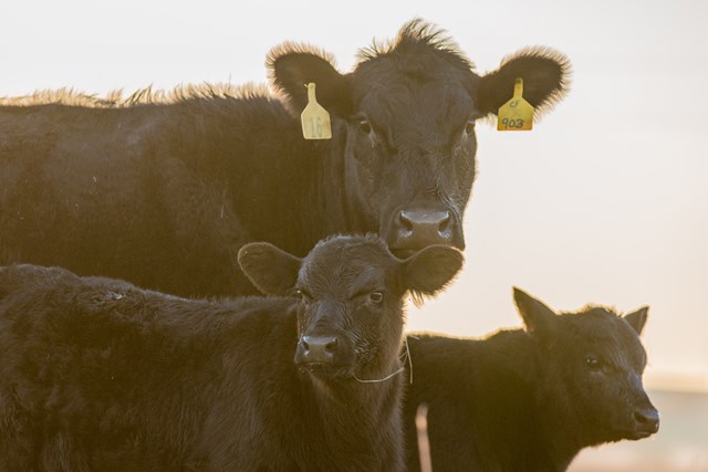 Black Cow with 2 Calves