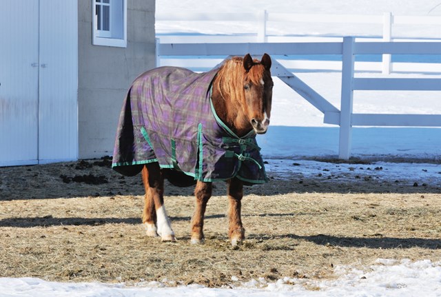 blanketed horse