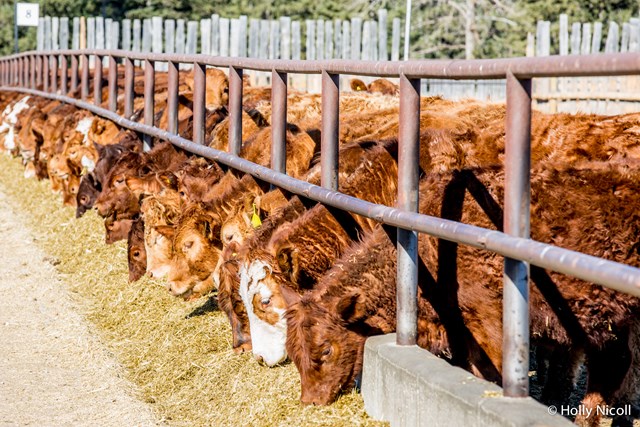 Cattle in Feedyard - Canada