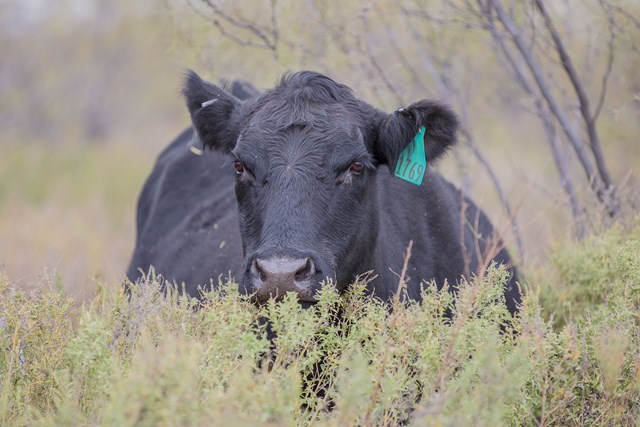 Cow in Texas Shrub