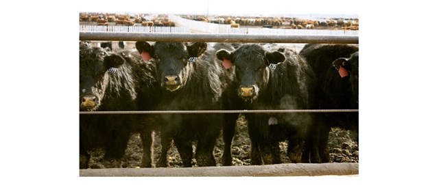 black cattle looking through fence