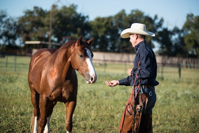 Hunter Meinzer feeds horse by hand