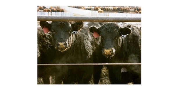 black cattle looking through fence
