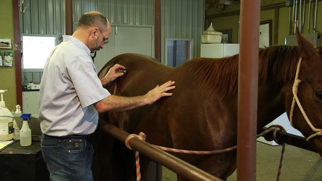 Dr. Chris Morrow checks the breathing of a horse
