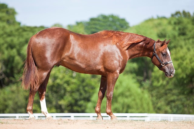 Quarter Horse in profile