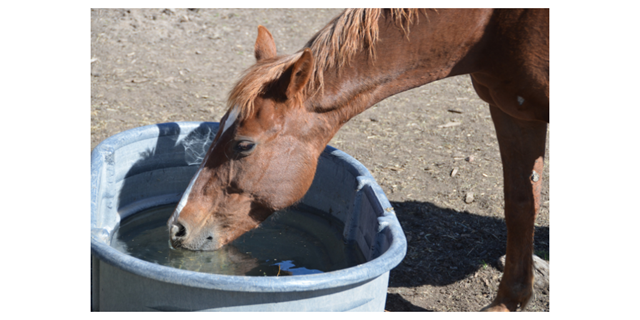 horse drinking water from tub