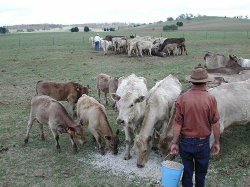 farmer feeds whole cottonseed to cattle