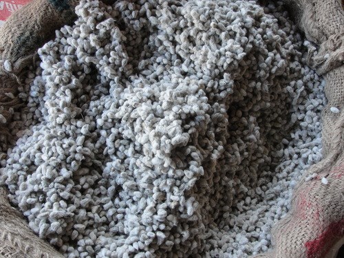 whole cottonseed on burlap