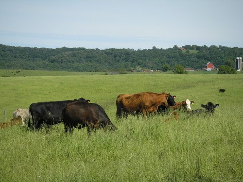 cattle grazing on green pasture