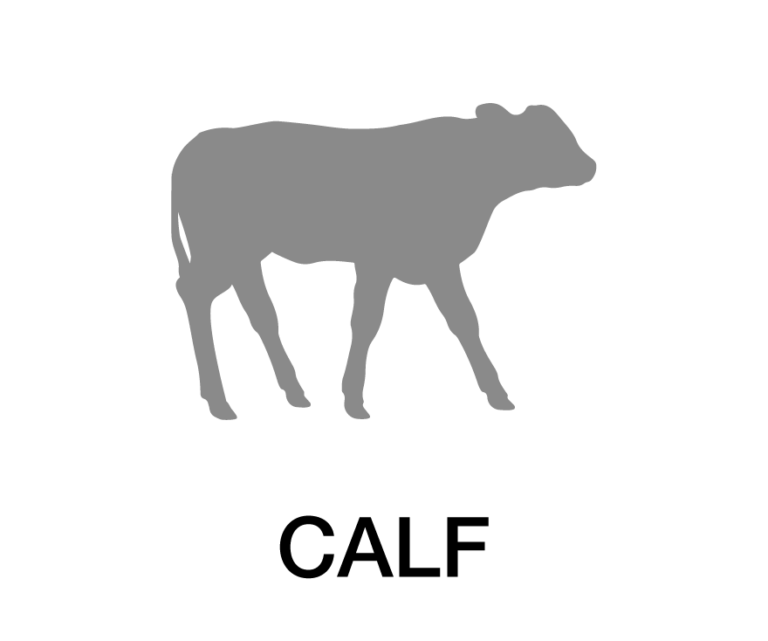 calf icon