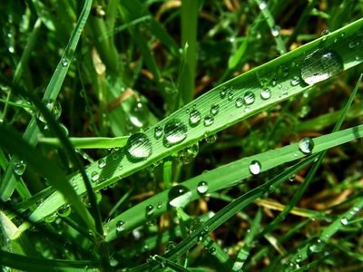 raindrops on grass