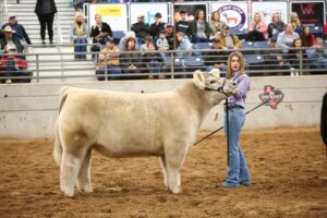 Brooklyn Buckingham and steer in ring